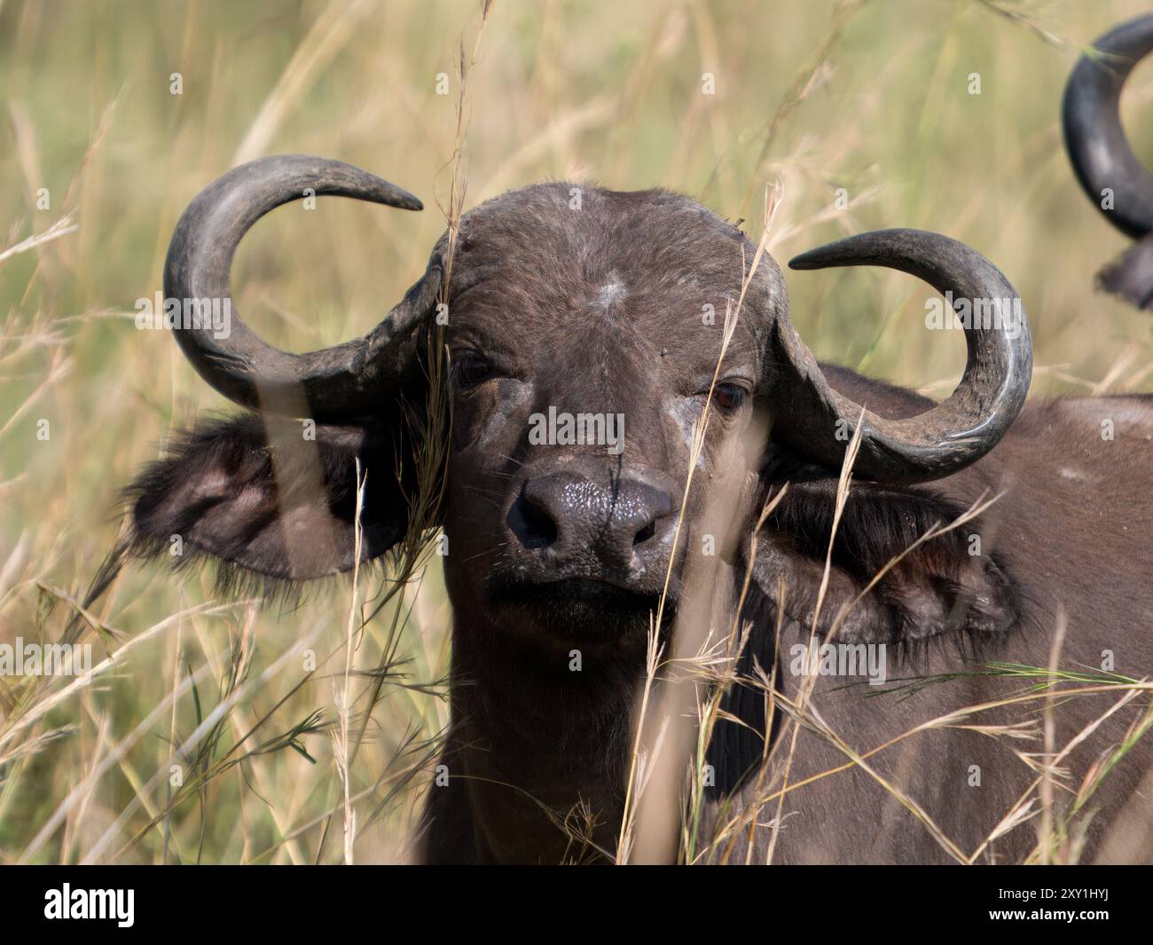 Ritratto di bufalo del Capo (Syncerus caffer caffer), Murchison Falls National Park, Uganda Foto Stock