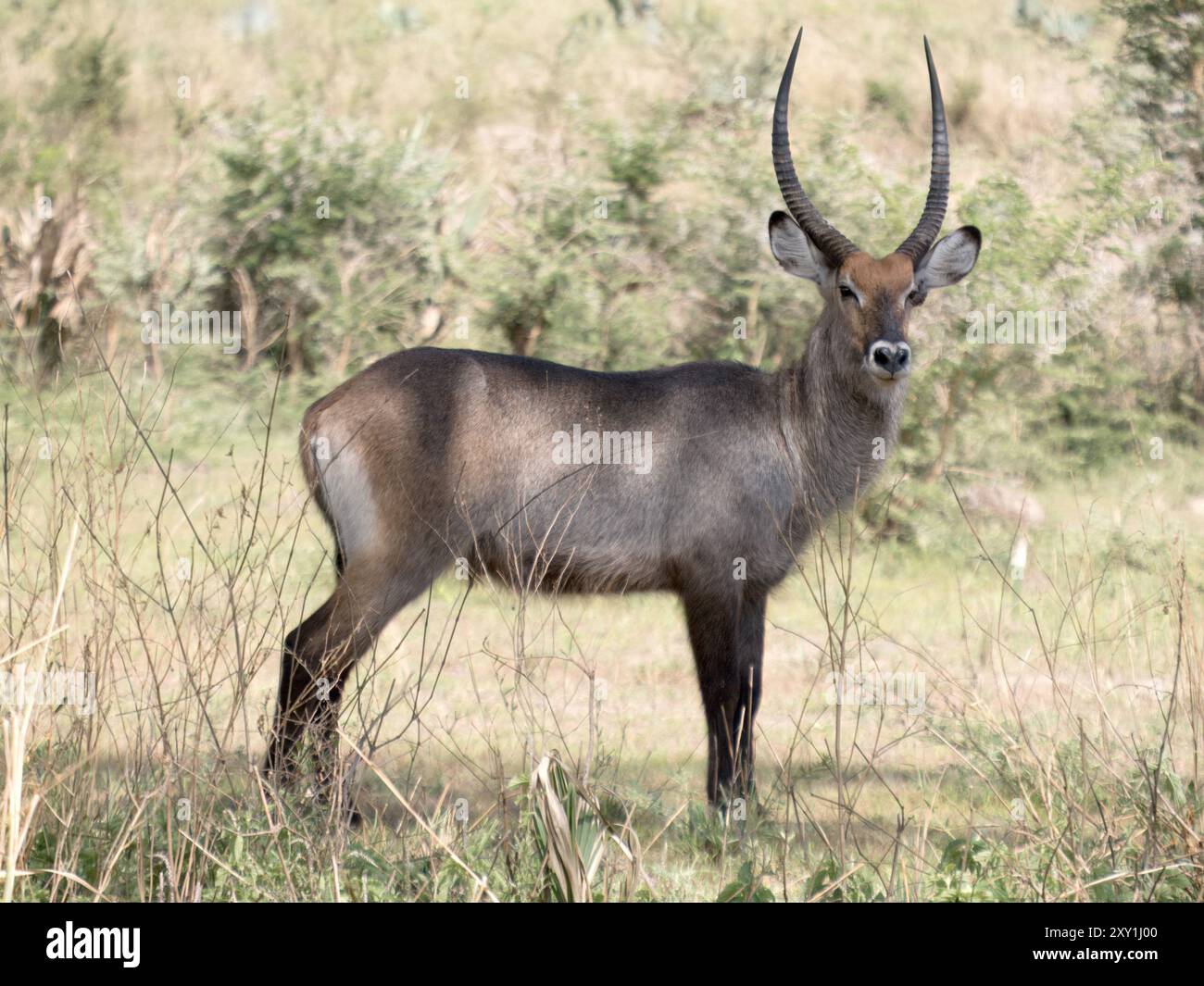 Defassa Waterbuck (Kobus ellipsiprymnus defassa), maschio, in piedi, Murchison Falls National Park, Uganda Foto Stock