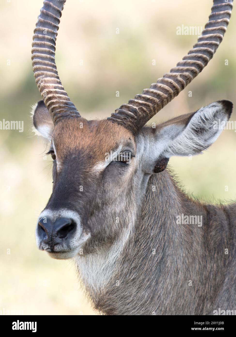 Defassa Waterbuck (Kobus ellipsiprymnus defassa), maschio, in piedi, Murchison Falls National Park, Uganda Foto Stock