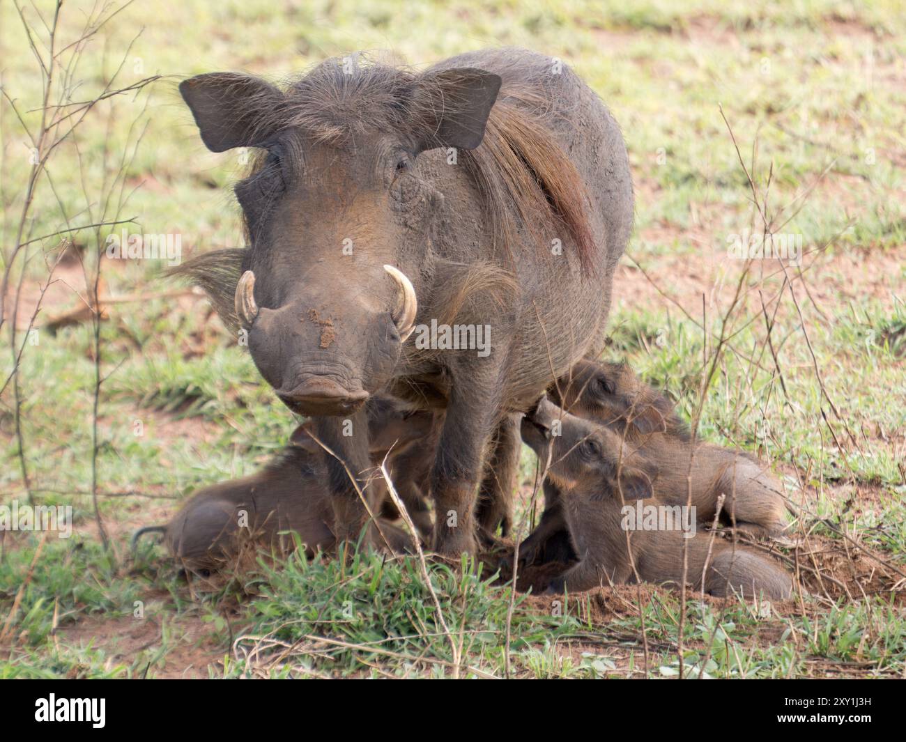 Warthog (Phacochoerus aethiopicus) femmina con allattamento giovane, Murchison Falls National Park, Uganda Foto Stock