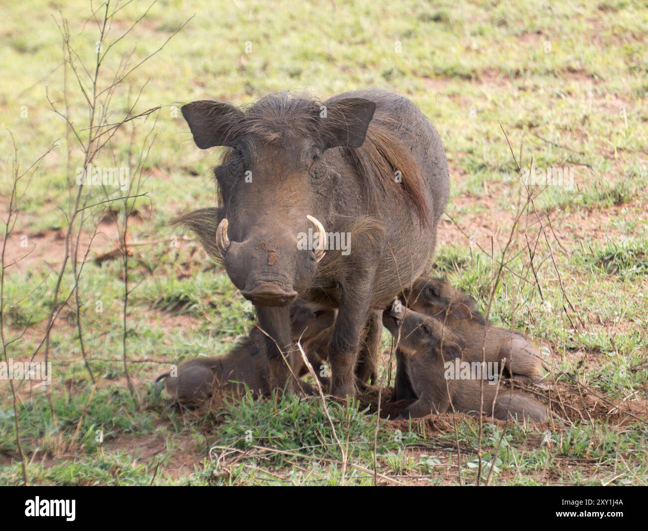 Warthog (Phacochoerus aethiopicus) femmina con allattamento giovane, Murchison Falls National Park, Uganda Foto Stock