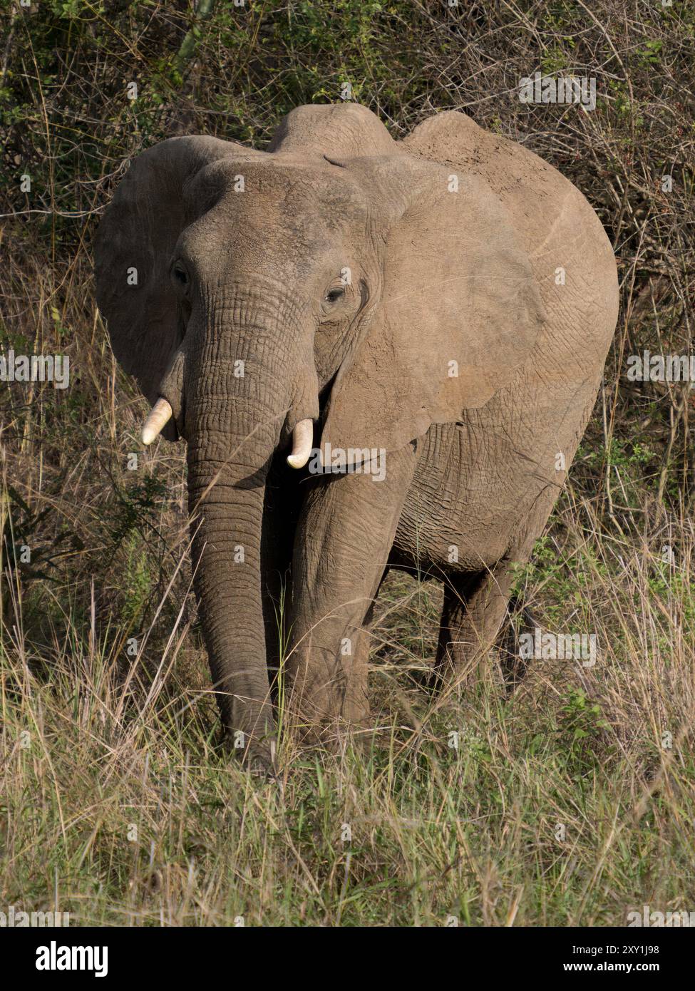 Elefante africano (Loxodonta africana) Murchison Falls National Park, Uganda Foto Stock