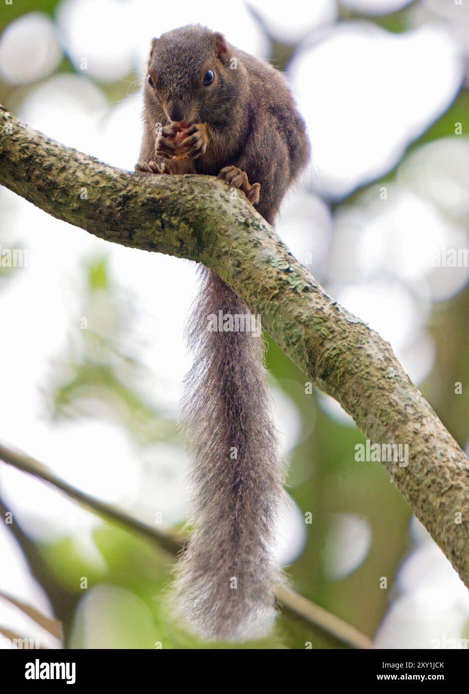 Scoiattolo volante rosso (Anomalurus fulgens) seduto su un albero che si nutre di frutta, riserva delle paludi di Bigodi, palude di Magombe, Uganda occidentale Foto Stock