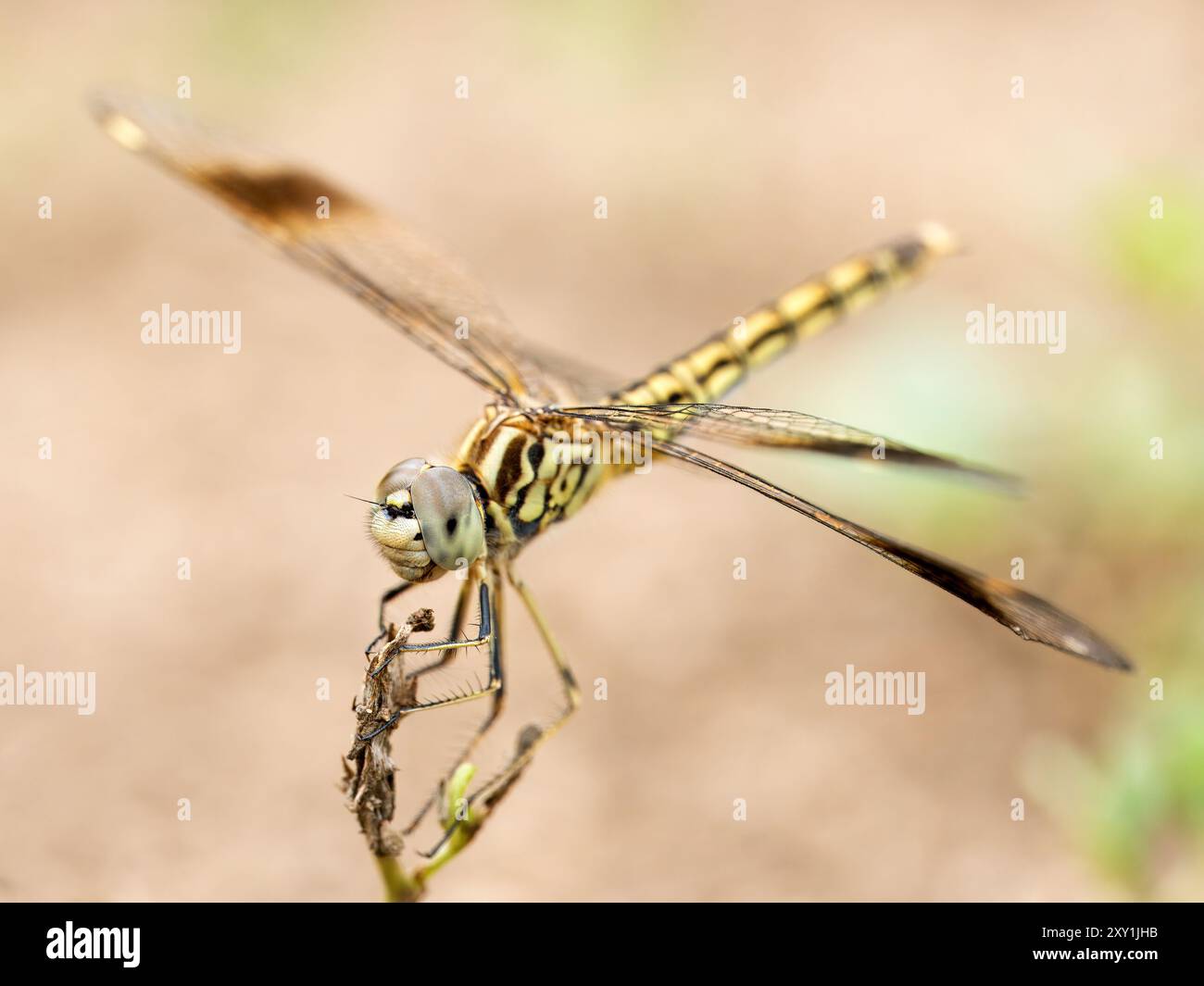 Banded Groundling (Brachythemis leucosticta) arroccato su un ramo, al confine con le acque, al canale di Kazinga, al Parco Nazionale della Regina Elisabetta, in Uganda Foto Stock