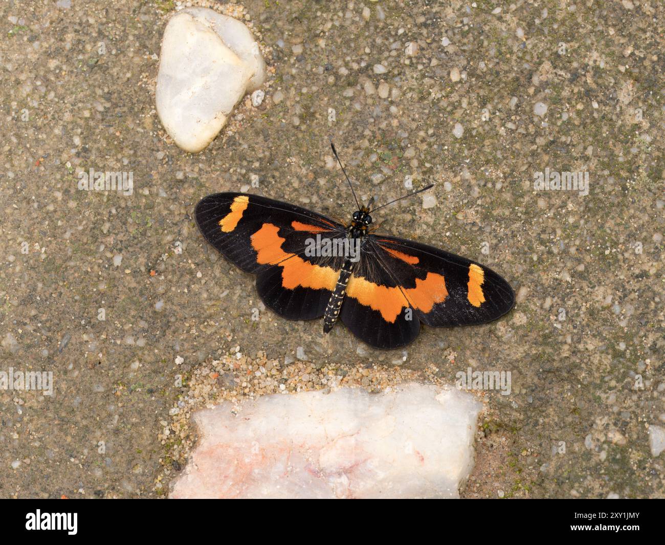 Le ali della farfalla Nymphalidae (Acraea alicia) si aprono a terra, nel Parco Nazionale della Regina Elisabetta, in Uganda Foto Stock