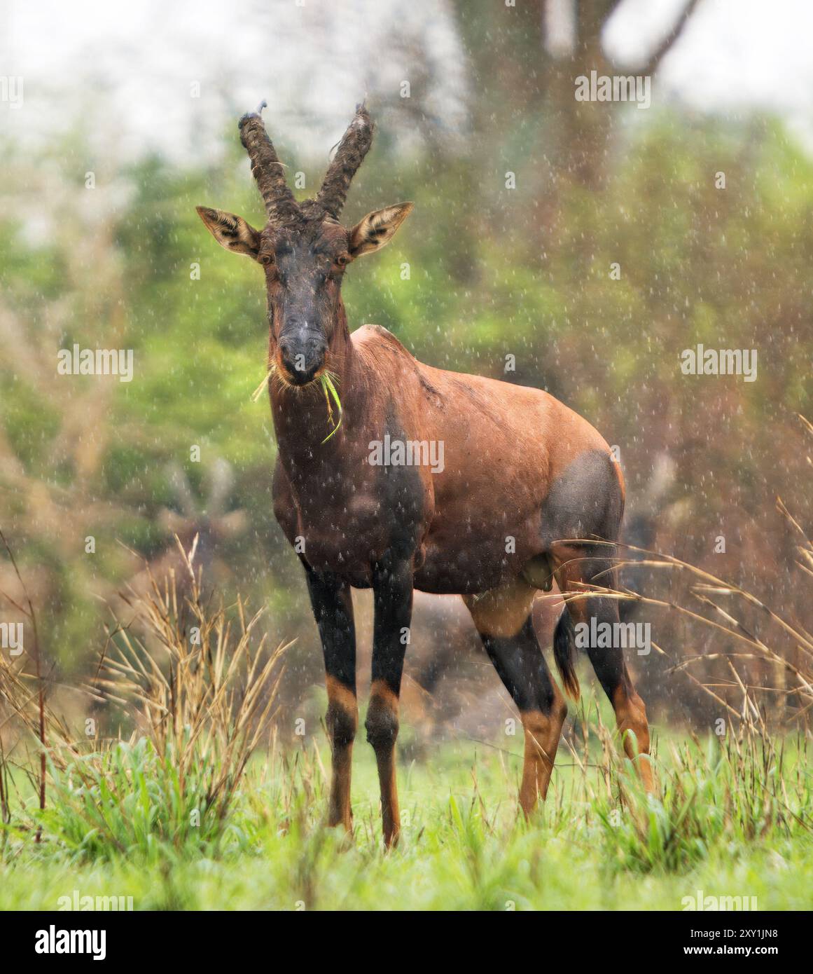 Topi (Damaliscus lunatus jimela) in piedi a mangiare sotto la pioggia, Parco Nazionale della Regina Elisabetta, Uganda Foto Stock
