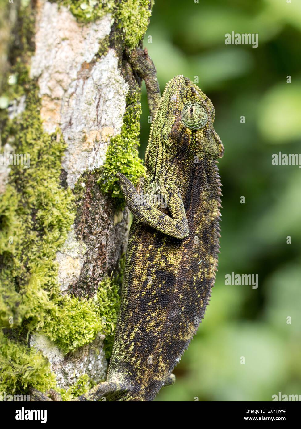 Camaleonte a strisce laterali di Ruwenzori (Trioceros rudis) che poggia sul ramo, Monti Rwenzori, Uganda Foto Stock