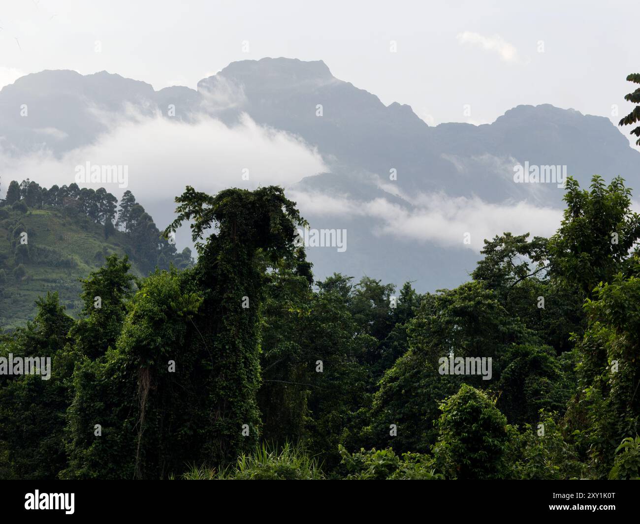 Vista del picco montuoso sui monti Rwenzori, Uganda Foto Stock