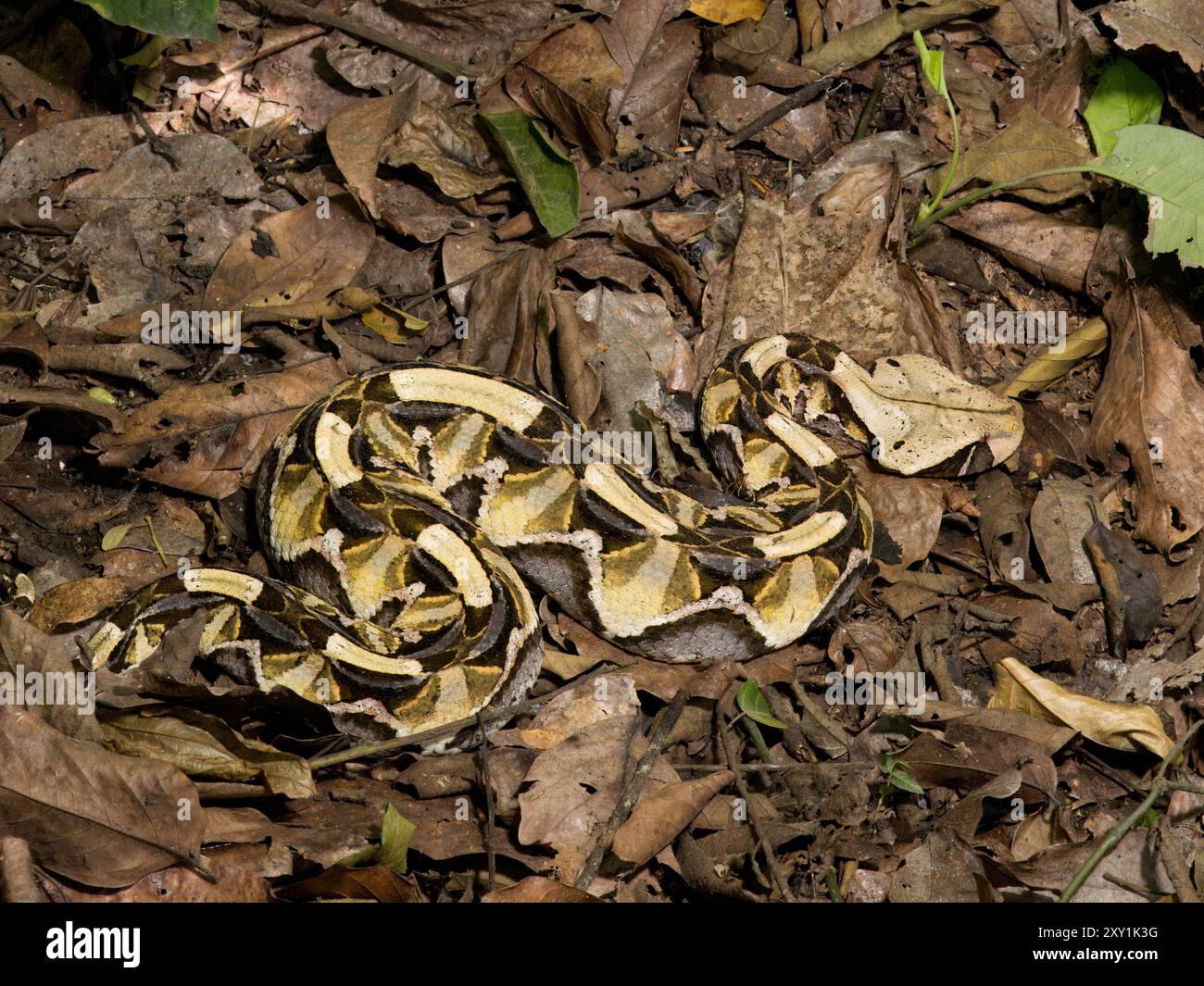 Gaboon Viper Snake (Bitis gabonica) mimetizzato sul fondo della foresta, foresta di Mityana, Uganda Foto Stock