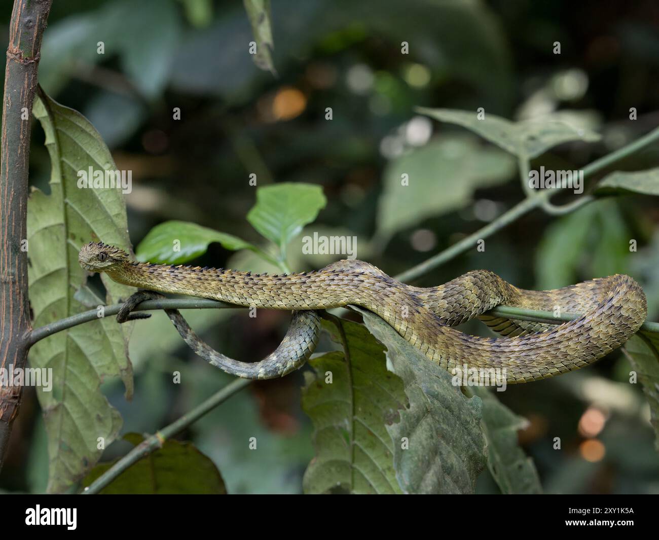 African Hairy Bush Viper Snake (Atheris hispida) sul ramo degli alberi nella foresta di Mityana, Uganda Foto Stock