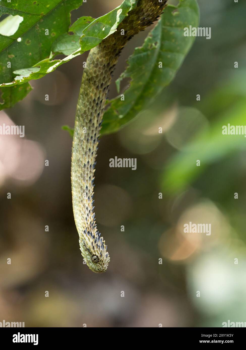 African Hairy Bush Viper Snake (Atheris hispida) sul ramo degli alberi nella foresta di Mityana, Uganda Foto Stock