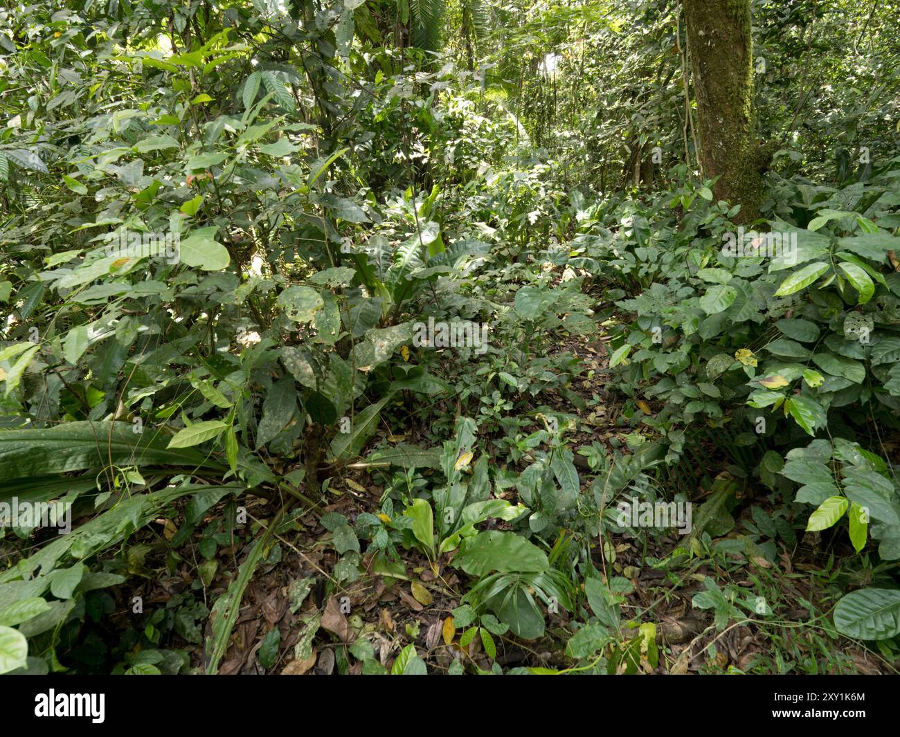 Sottobosco tropicale della foresta di Mityana, Uganda Foto Stock