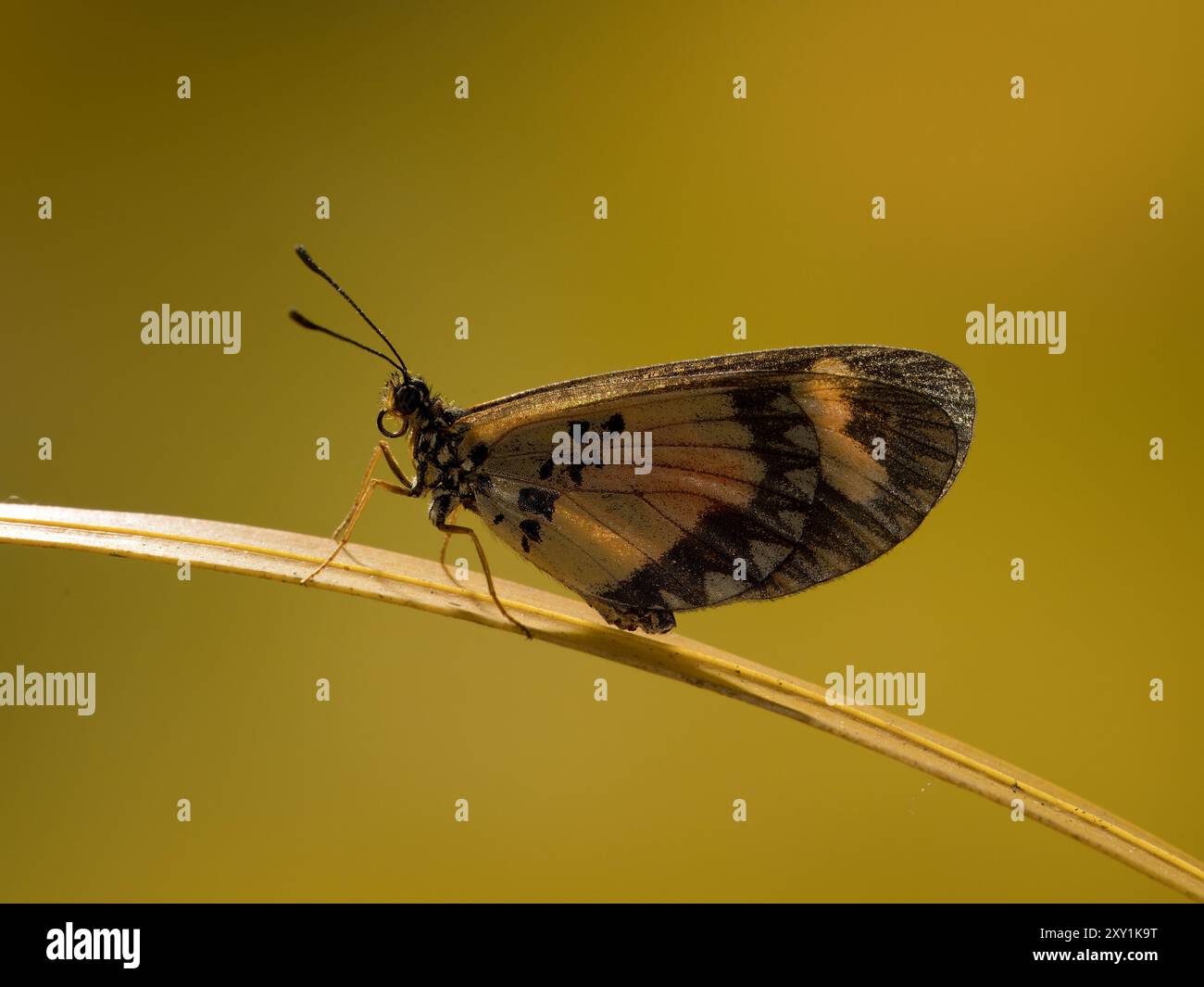 Piccola Acraea Butterfly (Acraea acerata), foresta di Mityana, Uganda Foto Stock