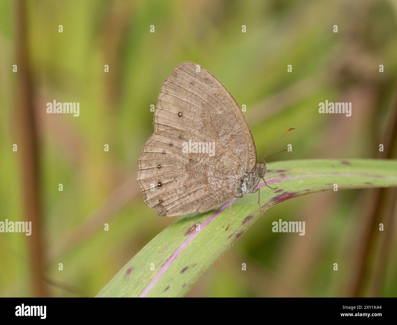 Brown Butterfly (Satyridae sp), foresta di Mityana, Uganda Foto Stock