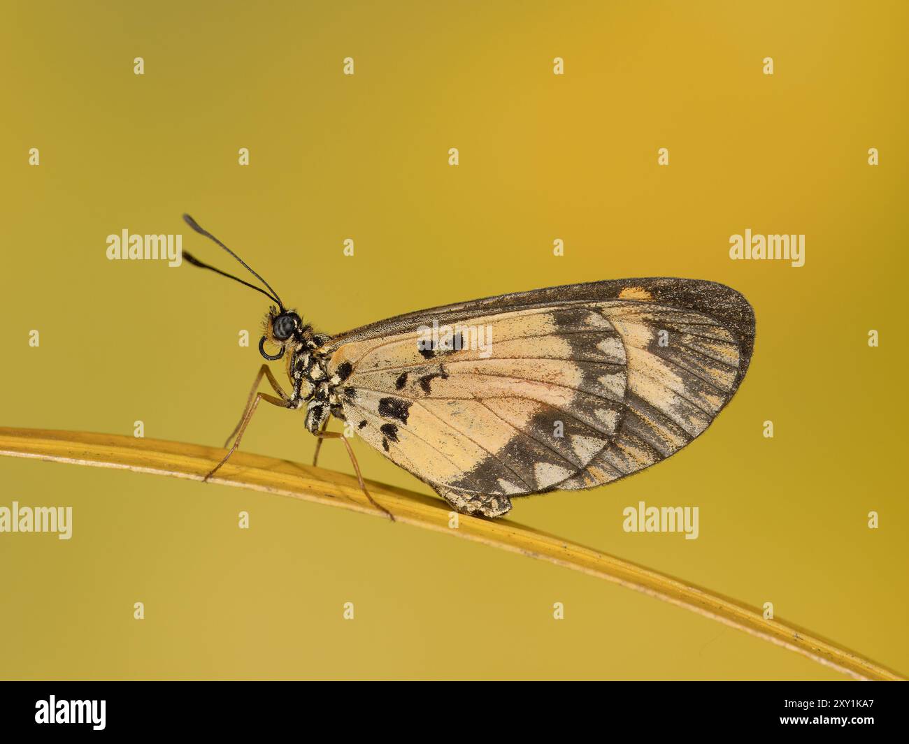 Piccola Acraea Butterfly (Acraea acerata), foresta di Mityana, Uganda Foto Stock