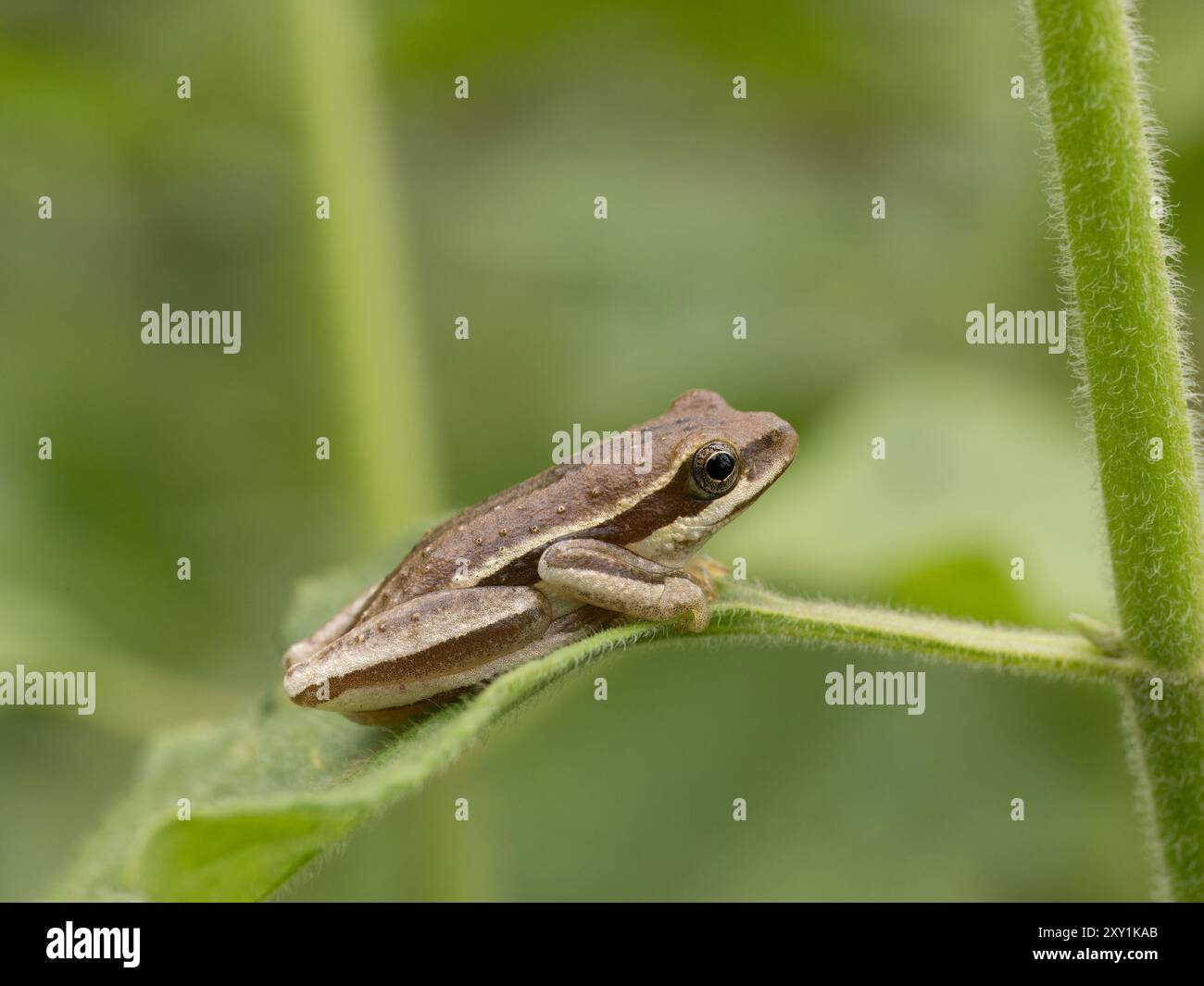 Rana di canna dipinta (Hyperolius marmoratus) arroccata su foglia, foresta di Mityana, Uganda Foto Stock