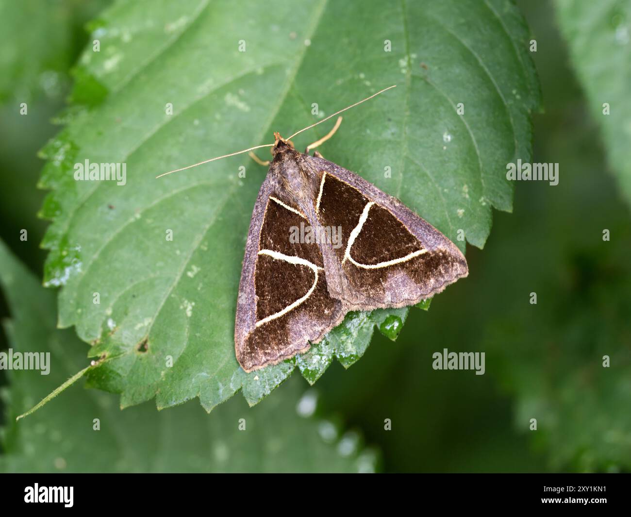 Small Moth (Noctuid sp) su foglia, foresta di Mabira, Uganda Foto Stock