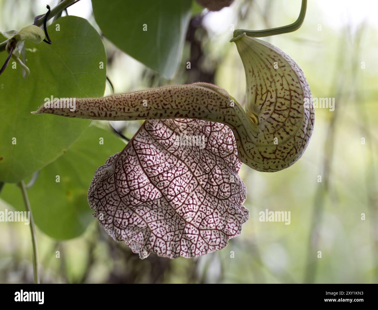 Pipa dell'olandese (Aristolochia elegans) Foresta di Mabira, Uganda Una pianta medicinale usata tradizionalmente per curare la malaria e il morso di serpente Foto Stock