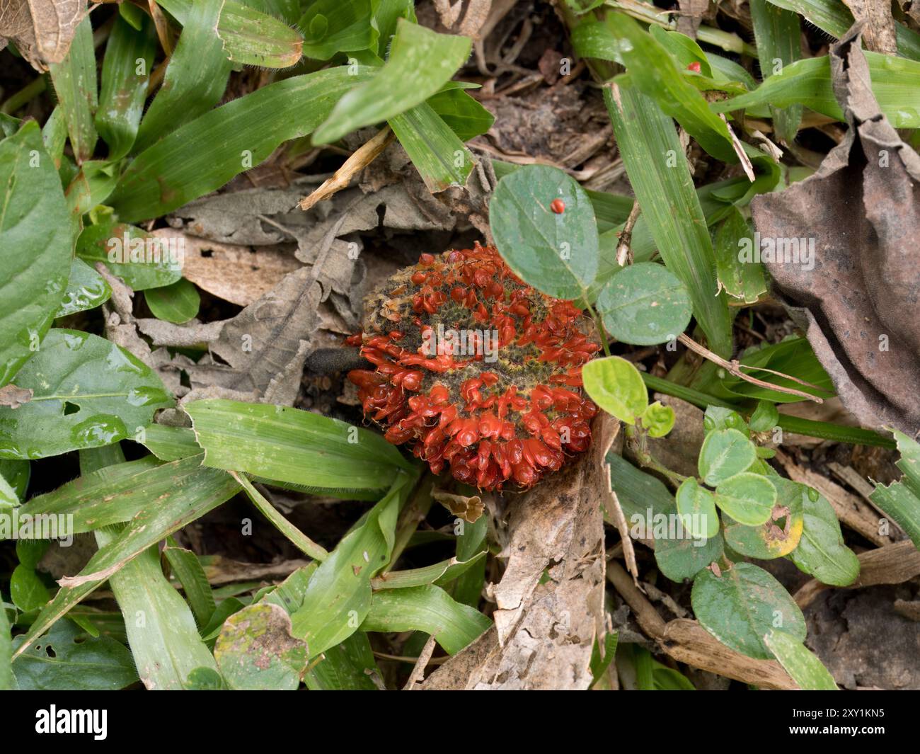 Frutti rossi maturi sul fondo della foresta, foresta di Mabira, Uganda Foto Stock