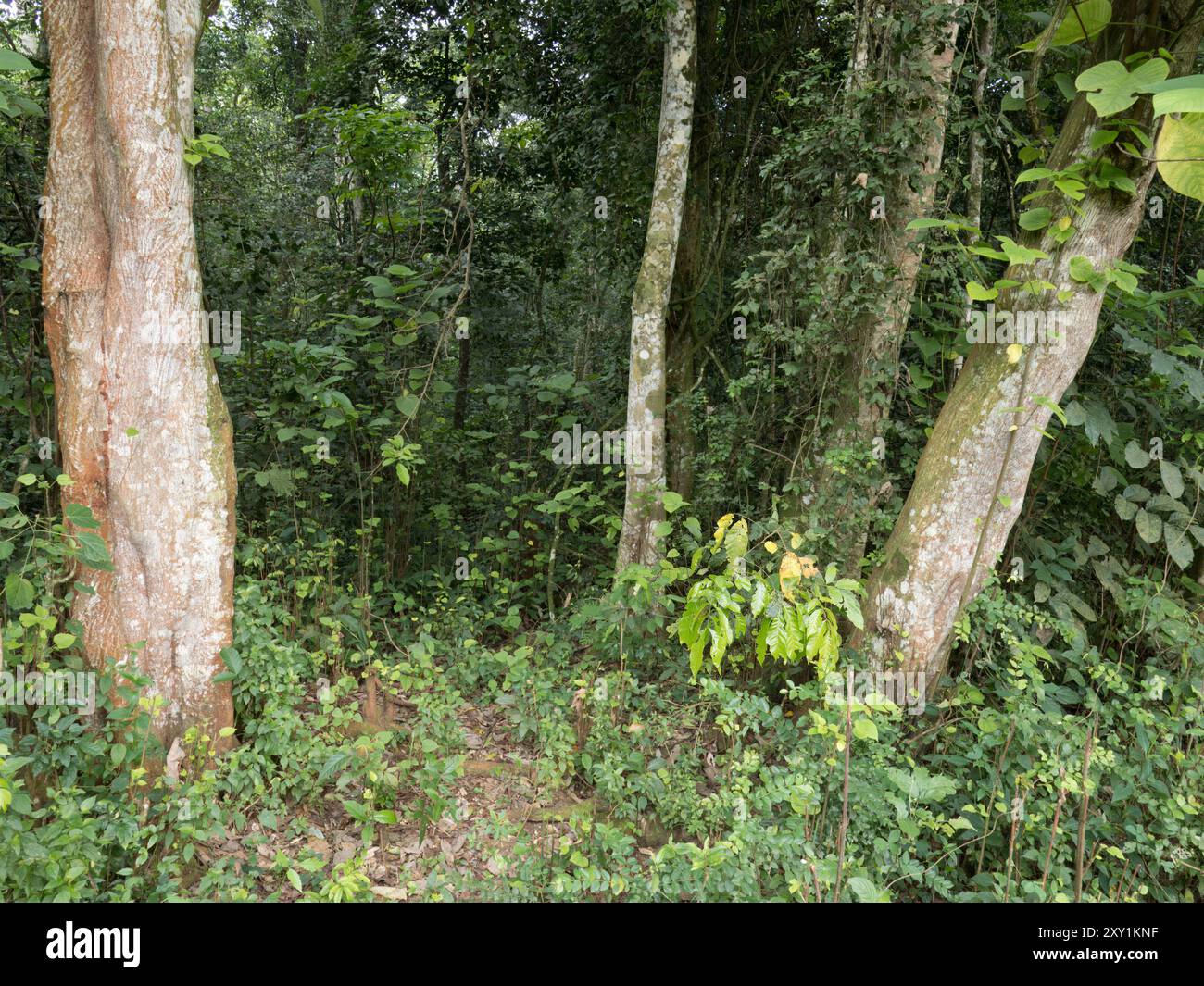 Vista della foresta e del sottobosco, della foresta di Mabira, dell'Uganda Foto Stock