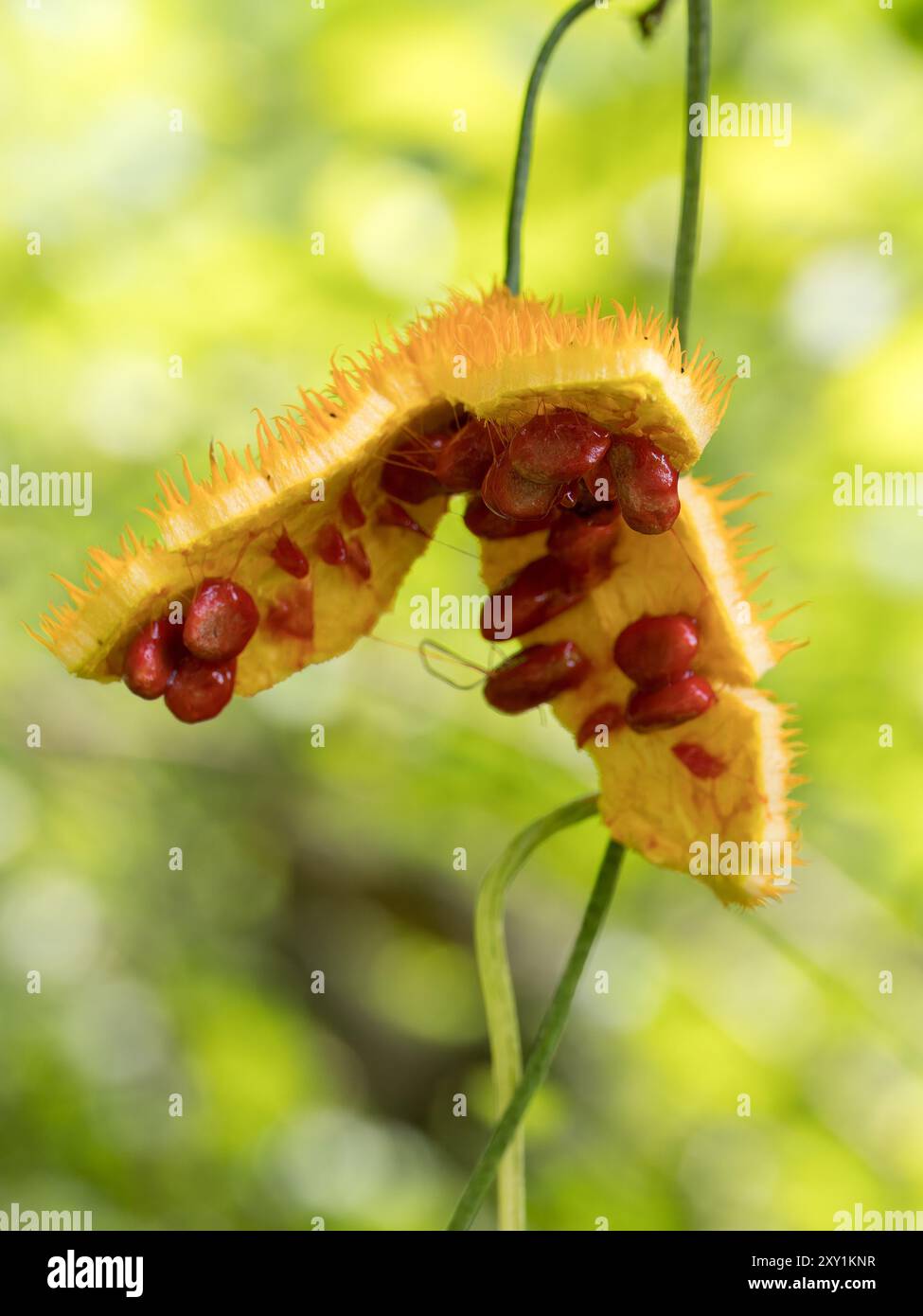 Frutta aperta con semi di Arrampicata (Momordica foetida) Foresta di Mabira, Uganda Foto Stock
