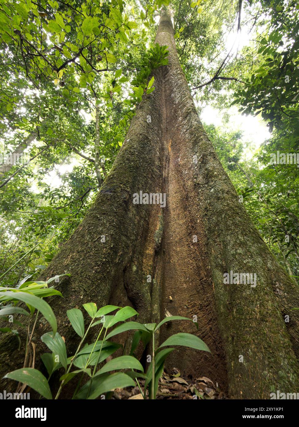 Large Tree with Buttress Roots, Mabira Forest, Uganda Foto Stock