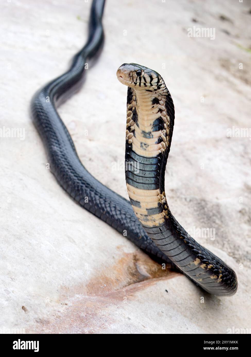 Forest Cobra Snake (Naja melanoleuca) femmina, Musambwa Island, Uganda, allevata mostrando un cappuccio esteso Foto Stock