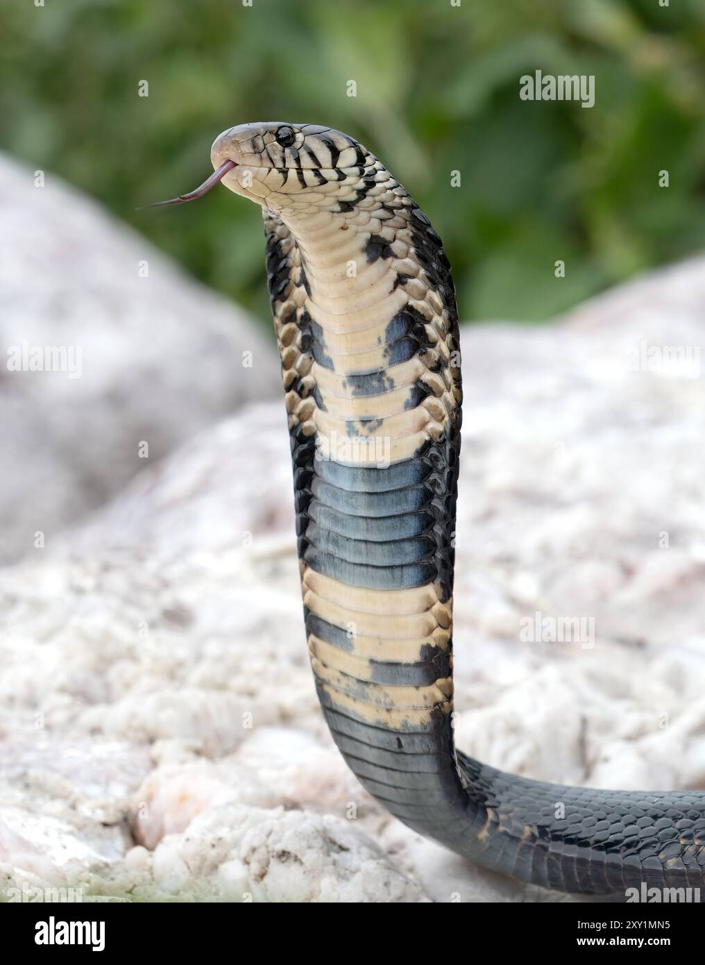 Forest Cobra Snake (Naja melanoleuca) femmina, Musambwa Island, Uganda, allevata mostrando un cappuccio esteso Foto Stock