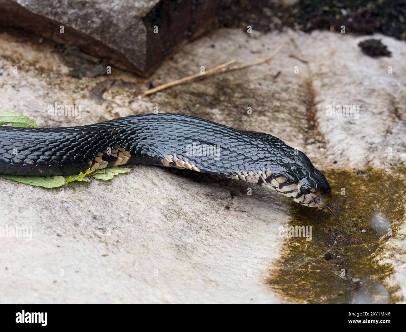 Forest Cobra Snake (Naja melanoleuca) femmina, Musambwa Island, Uganda, acqua potabile sulle rocce Foto Stock