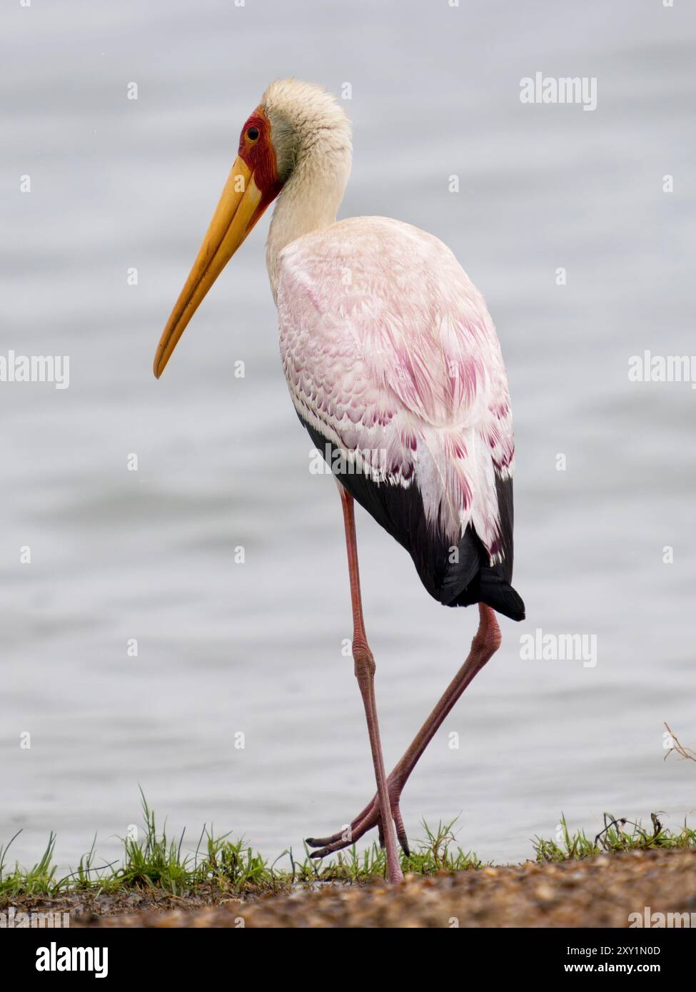 Cicogna a becco giallo (Mycteria ibis) a piedi sul lungomare, sul lago Victoria, Sienna Beach Hotel, Entebbe, Uganda Foto Stock