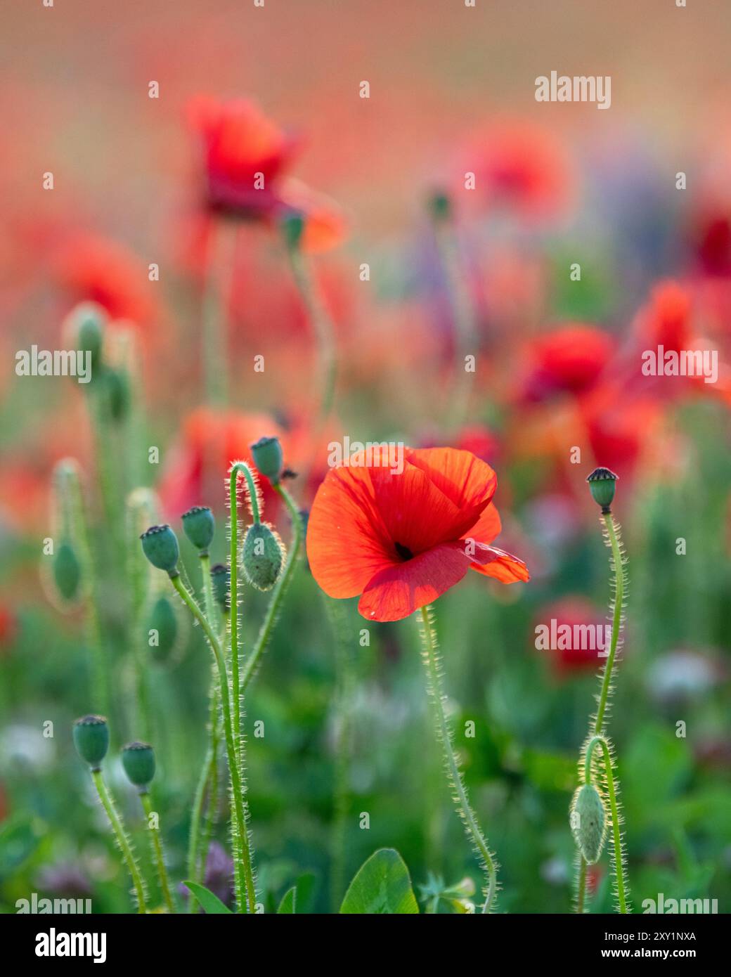 Primo piano di papaveri rossi che vanno in un campo nel Sussex Foto Stock