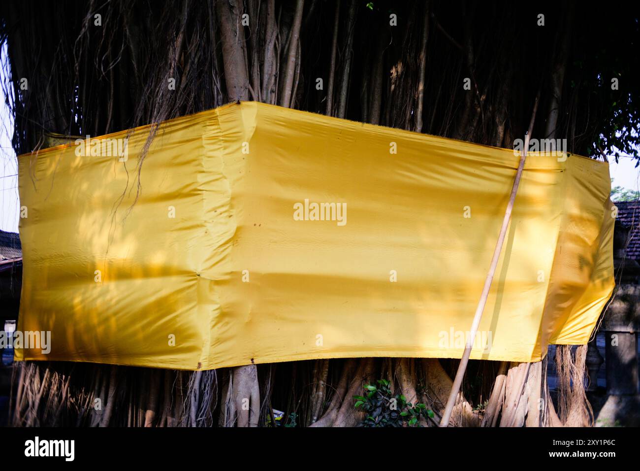 primo piano di un albero sacro banyan avvolto da un panno giallo Foto Stock