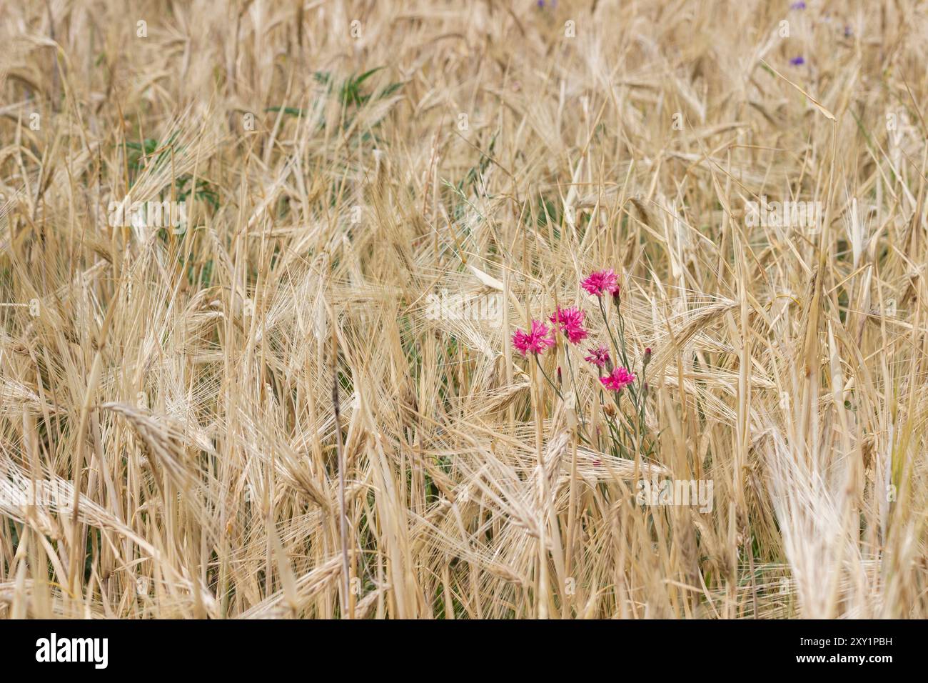 Erbacce di fiordaliso in un campo con segale. Scena urbana. Foto Stock