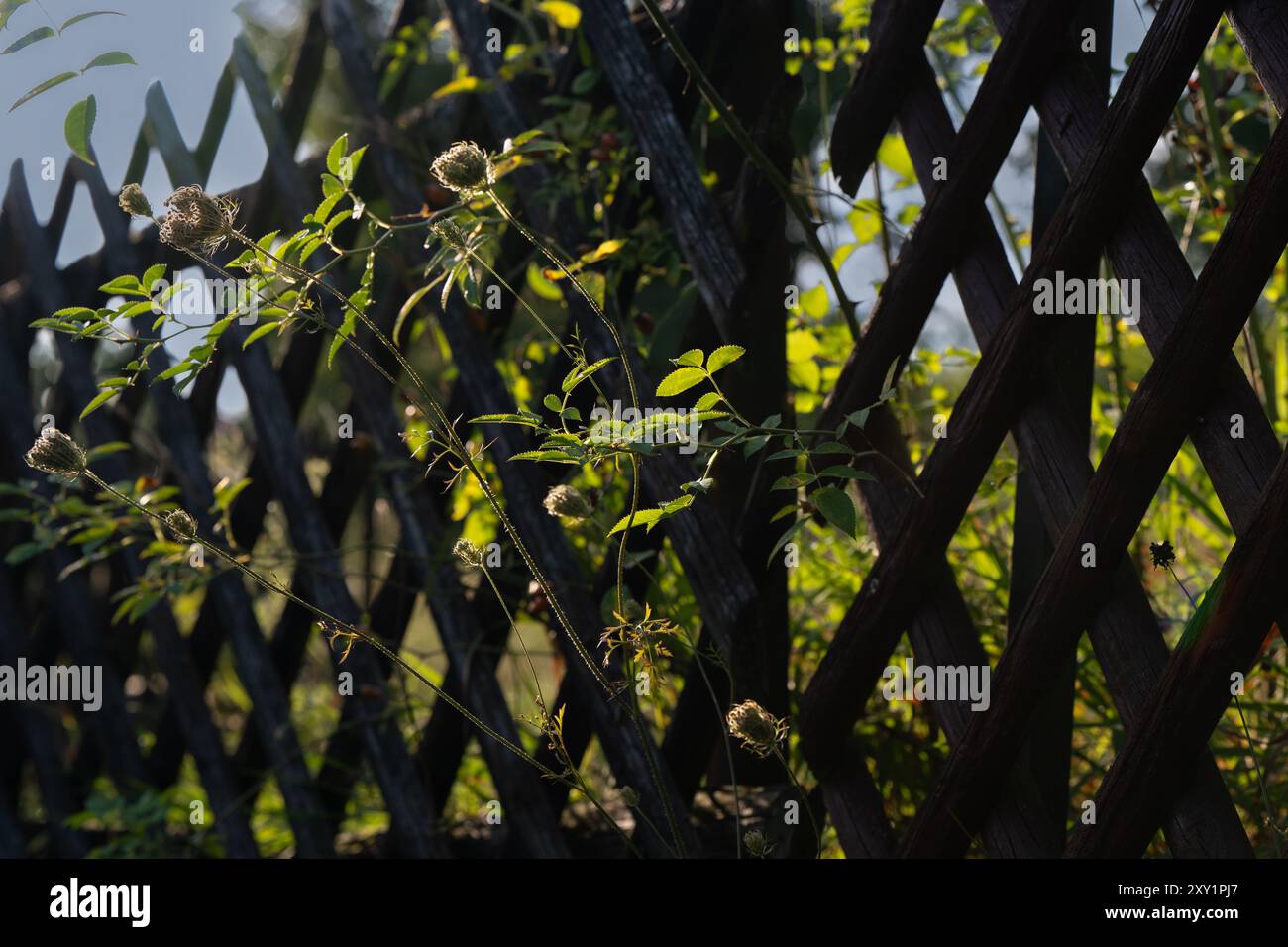 Vegetazione al recinto: Carota selvatica al sole della sera Foto Stock