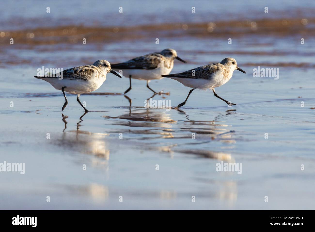 Sandpiper semipalmato (Calidris pusilla) Foto Stock