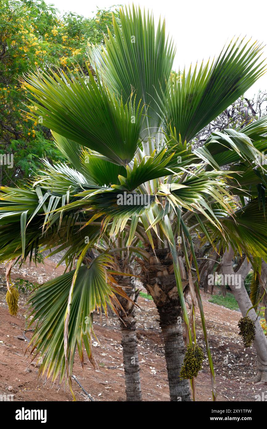 La palma di Lau o palma di Thurston (Pritchardia thurstonii) è una palma endemica delle Figi. Foto Stock