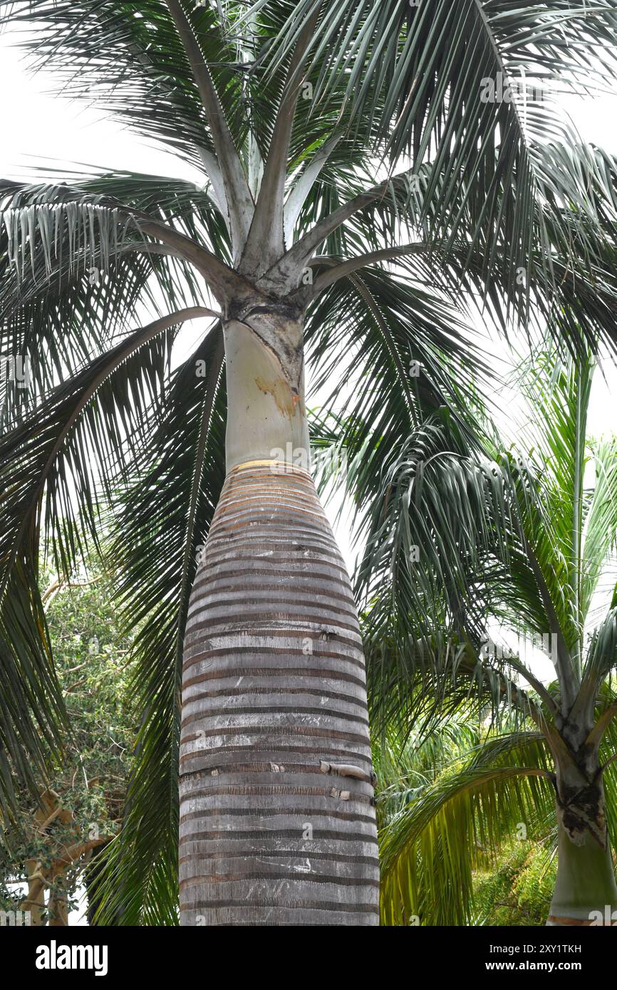 La palma da vino o cacheo (Pseudophoenix vinifera) è una palma endemica di la Hispaniola. È utilizzato nella produzione di vino di palma. Foto Stock