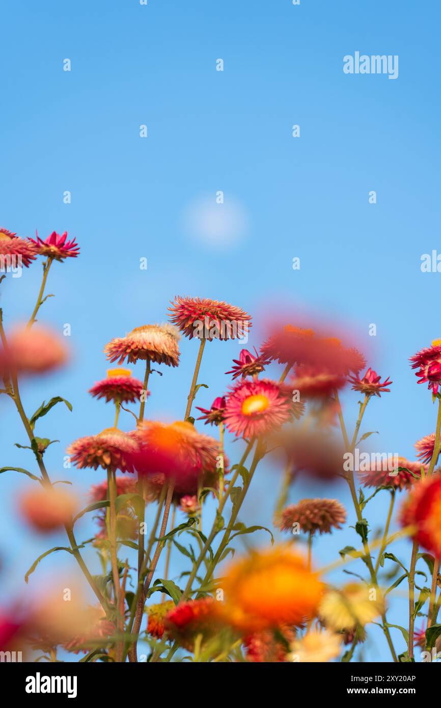Splendido fiore multicolore di paglia o fiore eterno di margherita che fiorisce nel giardino e luna nel cielo blu in primavera, nelle giornate di sole Foto Stock