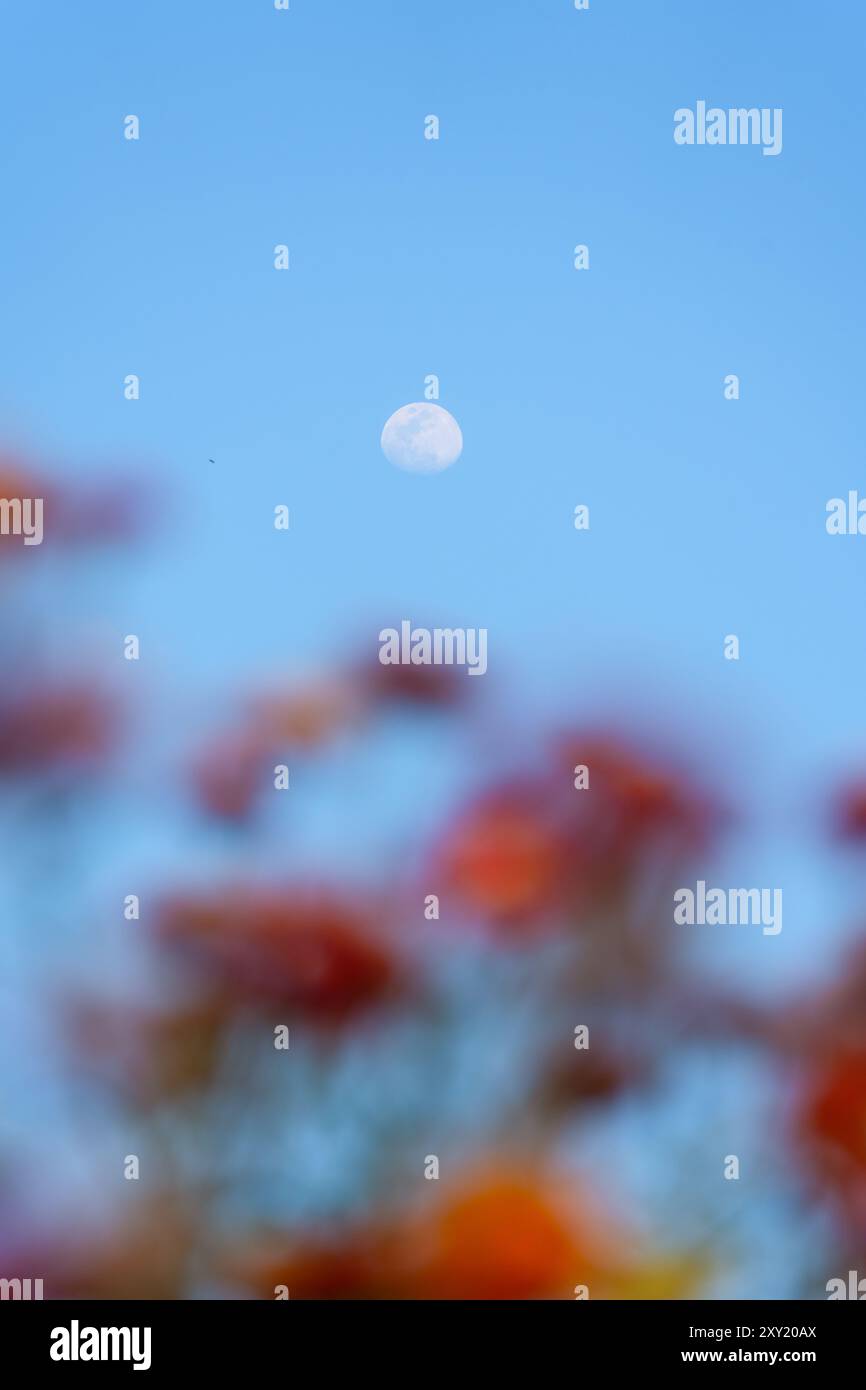 Splendido fiore multicolore di paglia o fiore eterno di margherita che fiorisce nel giardino e luna nel cielo blu in primavera, nelle giornate di sole Foto Stock