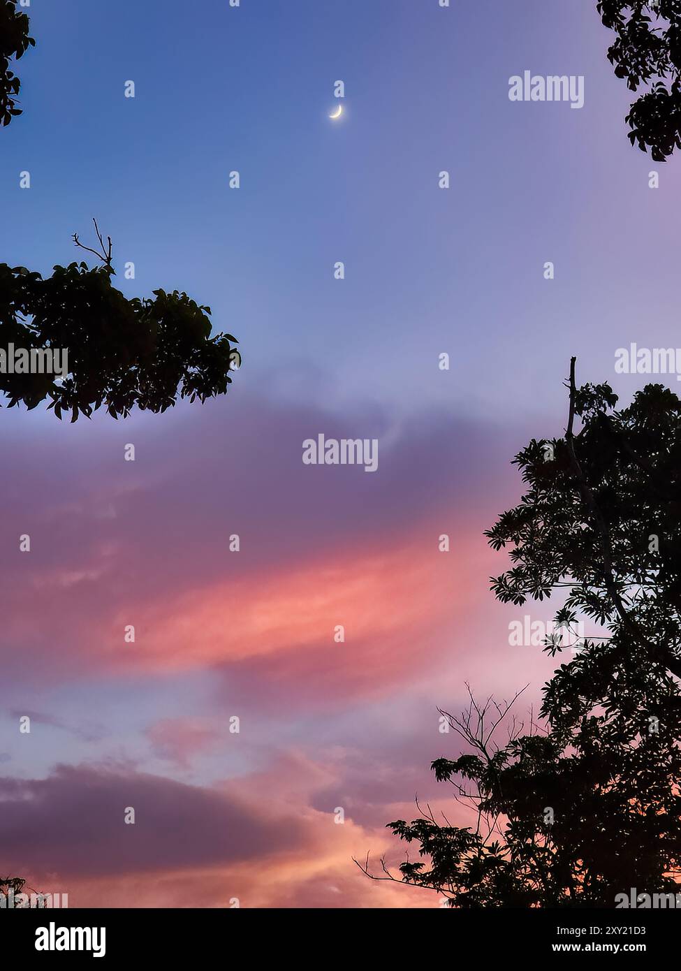 Nuvola colorata nel cielo del tramonto con luna crescente e ombra di alberi Foto Stock