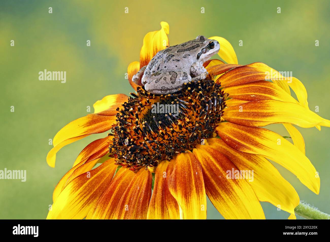 Dettaglio di una rana del Pacifico arroccata su un fiore selvatico indiano, vicino a Bend, Oregon. Foto Stock