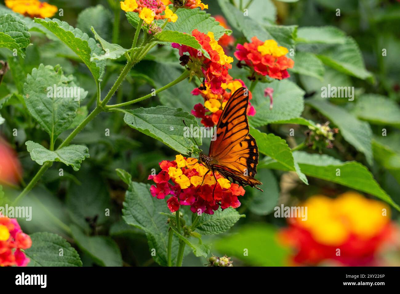 Una farfalla messicana di Silverspot, Dione moneta, si nutre dei fiori di un cespuglio di bandiera spagnola a El Naranjo, Argentina. Foto Stock