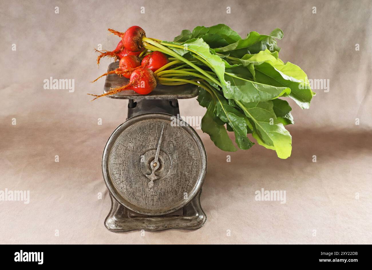 Dettaglio di un mucchio di Detroit Golden Beets, appena usciti da un giardino vicino a Bend, Oregon. Foto Stock