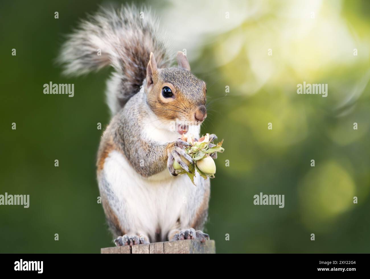 Primo piano di uno scoiattolo grigio che mangia nocciole verdi Foto Stock