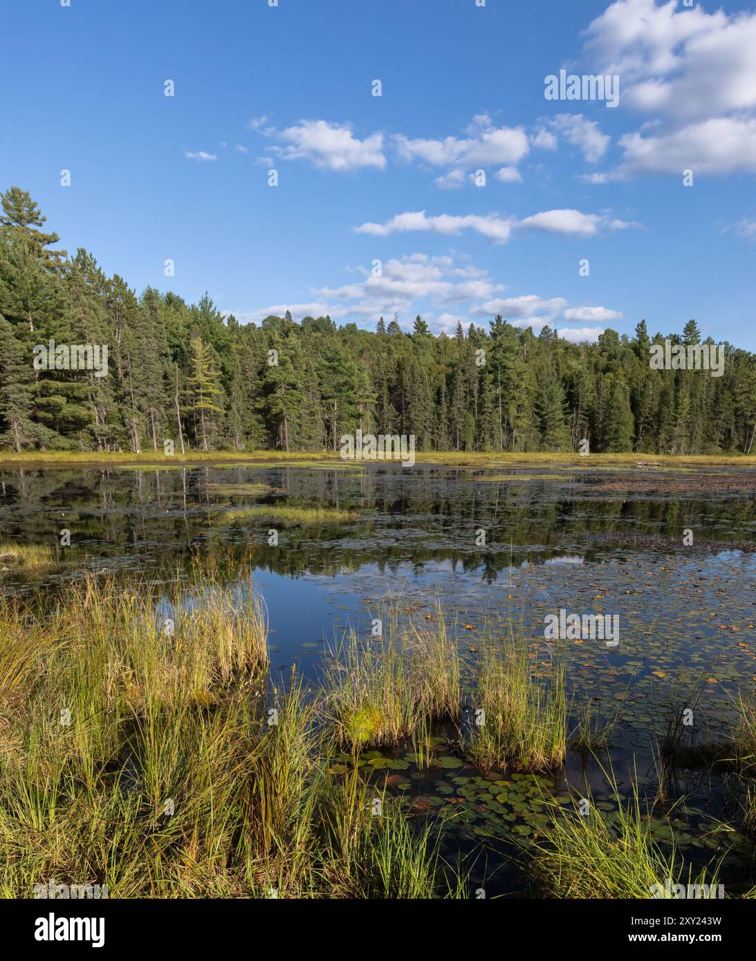 Cielo blu su uno splendido stagno circondato da alberi in un pomeriggio estivo nel parco Algonquin Ontario Foto Stock