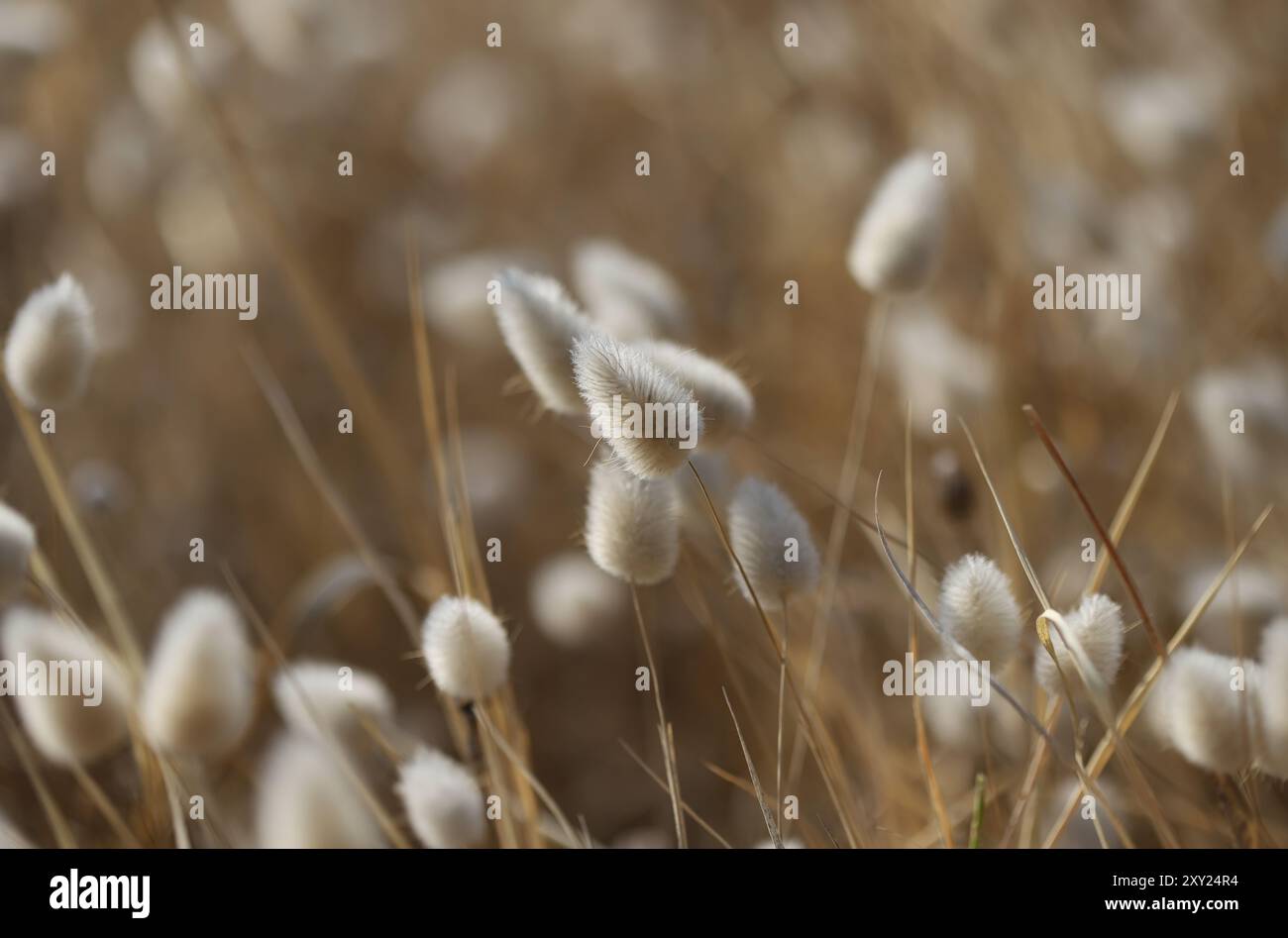Primo piano dell'erba alta di Lepre (Lagurus ovatus) Foto Stock