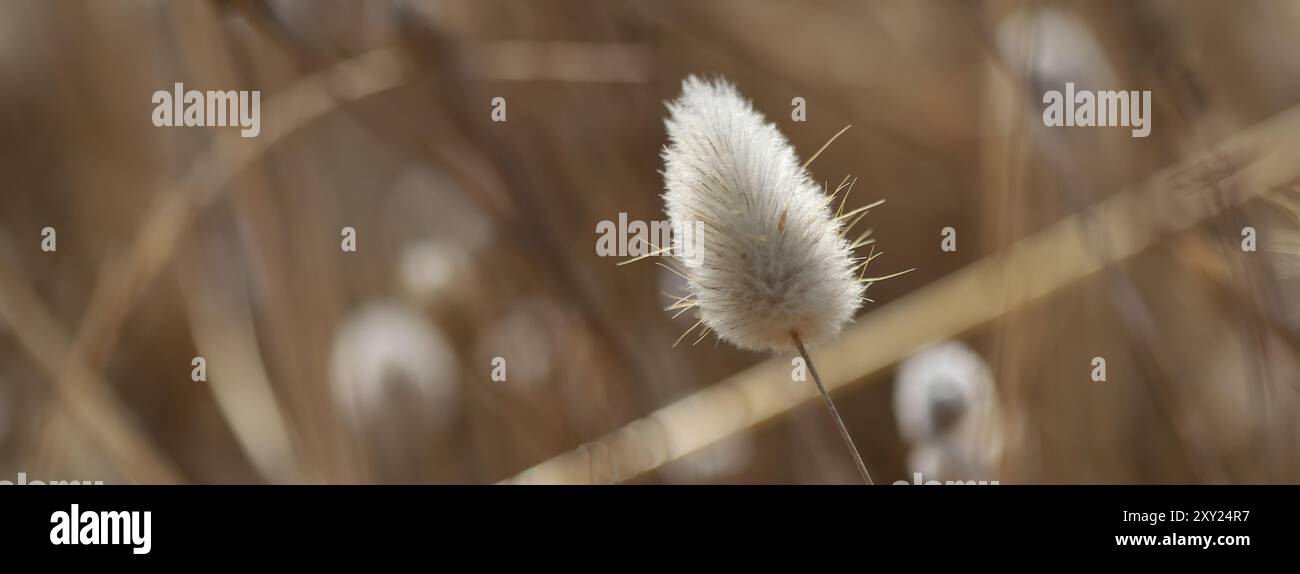 Primo piano dell'erba alta di Lepre (Lagurus ovatus) Foto Stock
