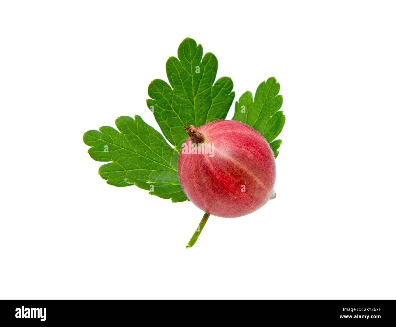 Primo piano di uva spina rossa matura con foglia di uva spina isolata su sfondo bianco Foto Stock