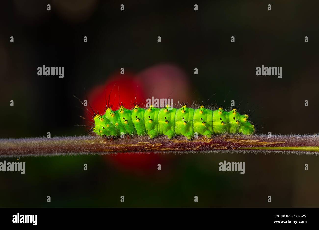Un meraviglioso bruco verde con punti gialli e neri Foto Stock