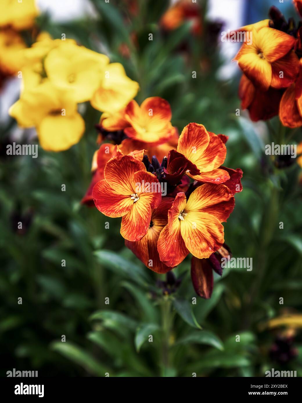 Erysimum cheiri in giardino Foto Stock